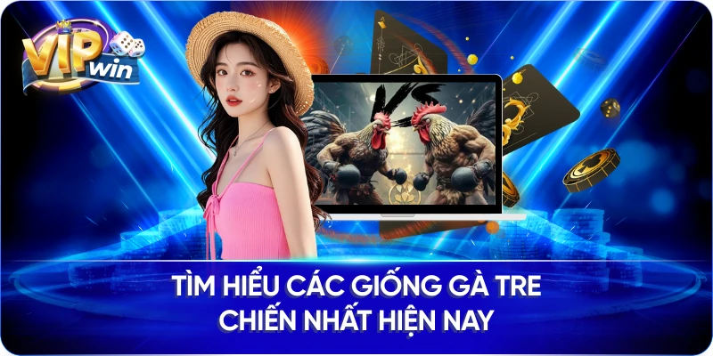 Tìm hiểu các giống gà tre chiến nhất hiện nay